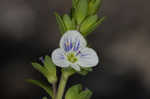 Thymeleaf speedwell